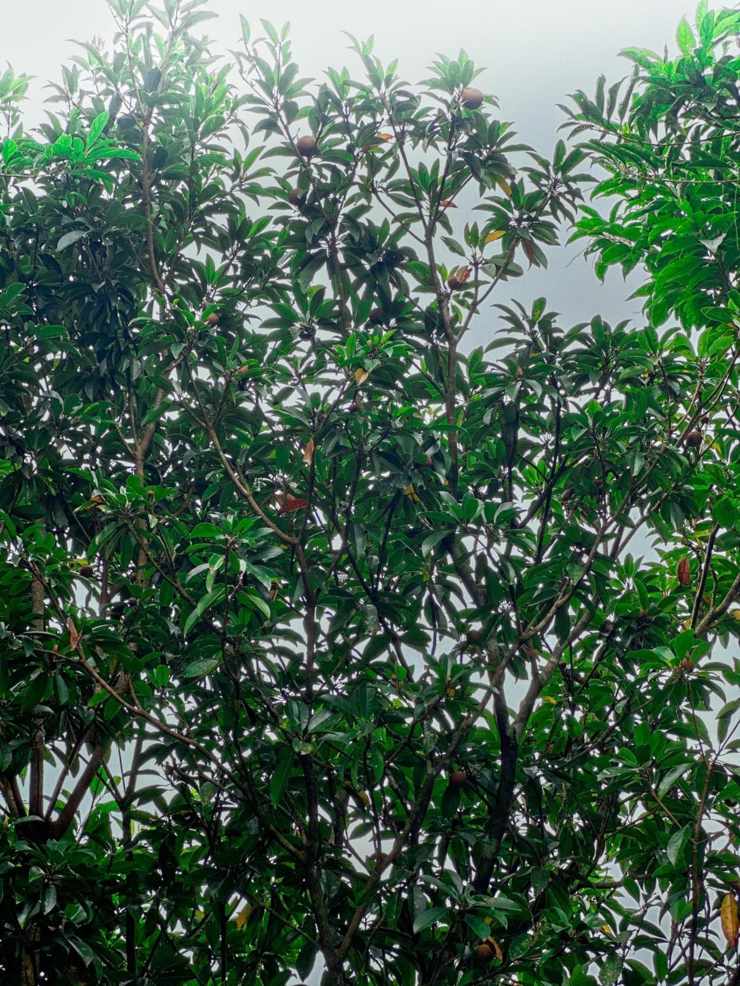 Janiro Tea Trees Villas Vythiri Εξωτερικό φωτογραφία