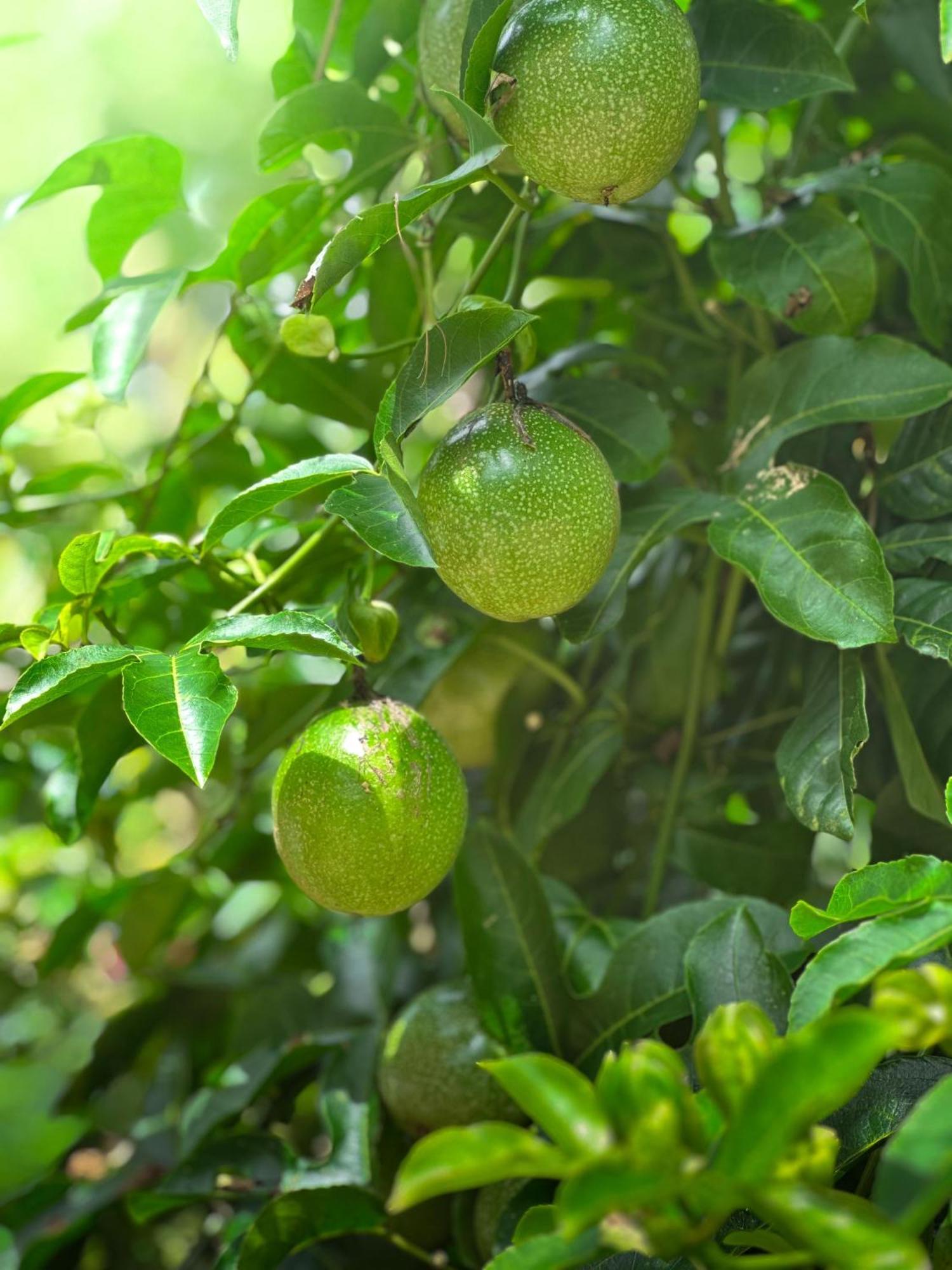 Janiro Tea Trees Villas Vythiri Εξωτερικό φωτογραφία